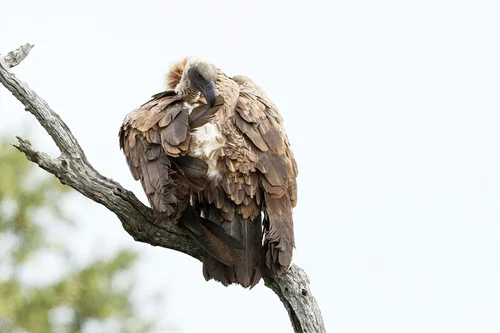 Vultures: Nature’s Unsung Heroes in the Circle of Life