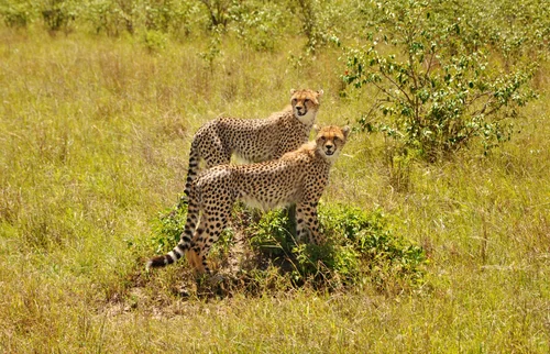 The Incredible Journey of Cheetah Cubs | Survival Challenges in the African Savannah