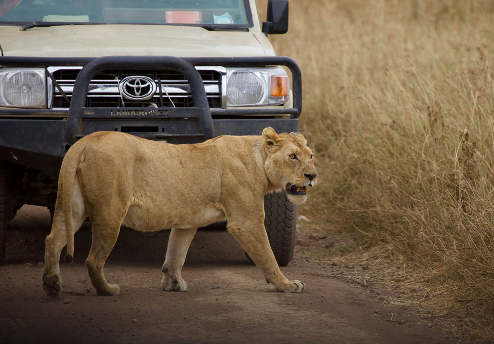 Globetrot With Val Tanzania safari partner with Aglow Safaris