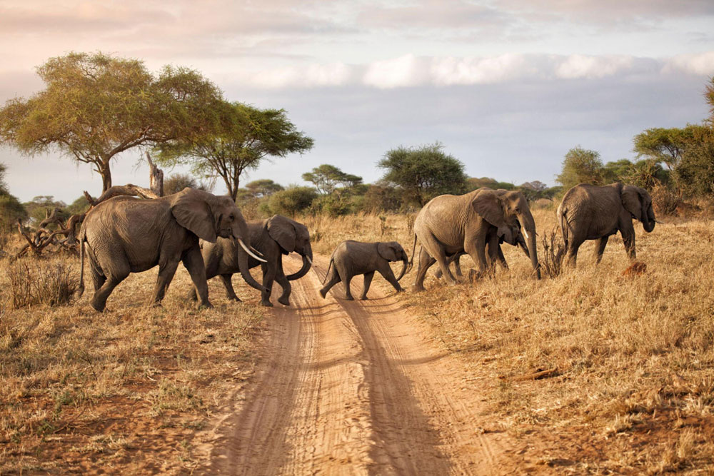Travel With Felicity Tanzania safari partner with Aglow Safaris